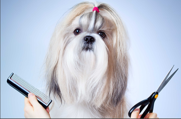 Học Cắt Tỉa Lông Chó Mèo