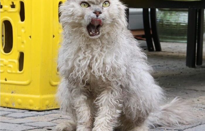 TÁC HẠI CỦA LÔNG MÈO VỚI SỨC KHỎE CHÚNG TA