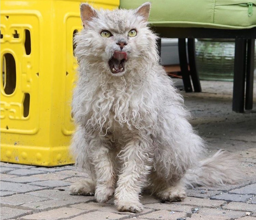 How Cat Hair Can Affect Human Health