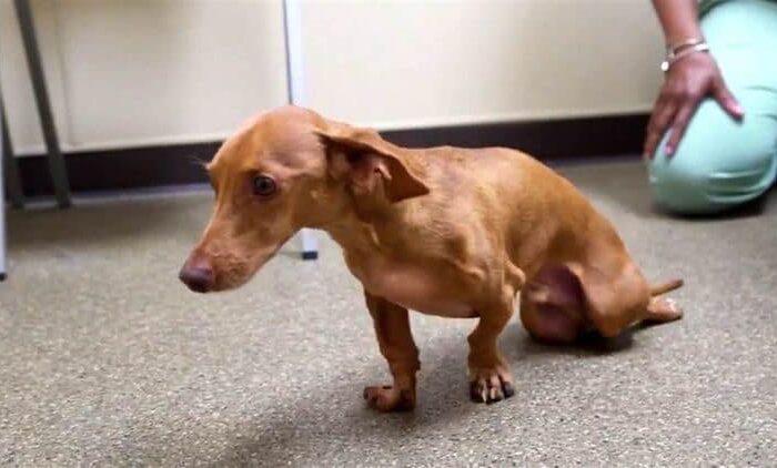 BỆNH LIỆT CHI Ở CHÓ