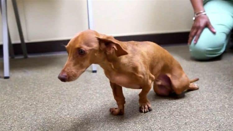 Limb Paralysis in Dogs