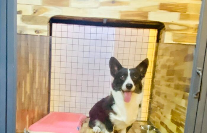 KHÁCH SẠN CHO THÚ CƯNG  TẠI TPHCM