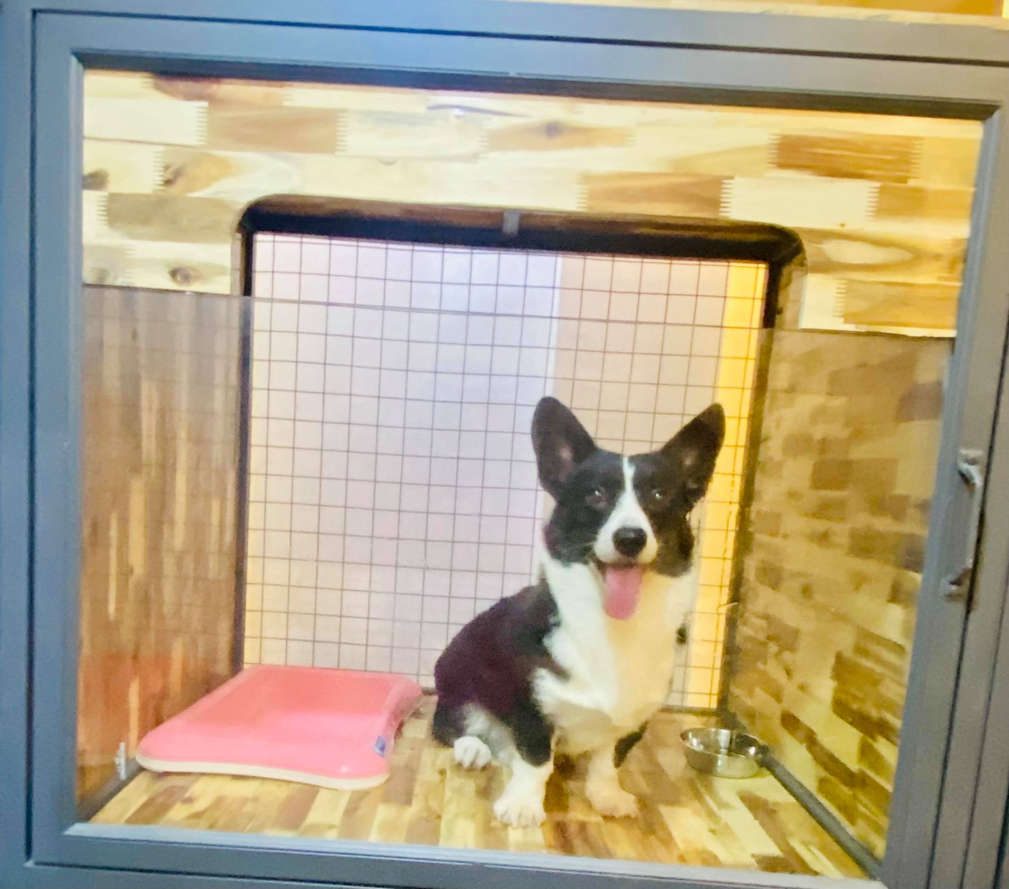 Pet Hotels in Ho Chi Minh City
