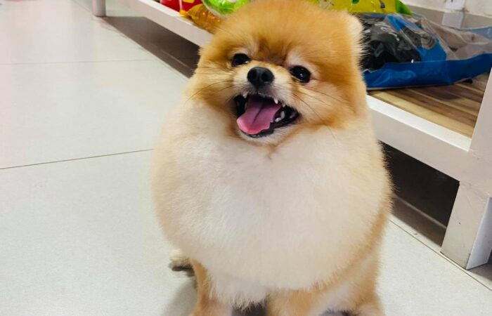 Chó Phốc Sóc – Pomeranian