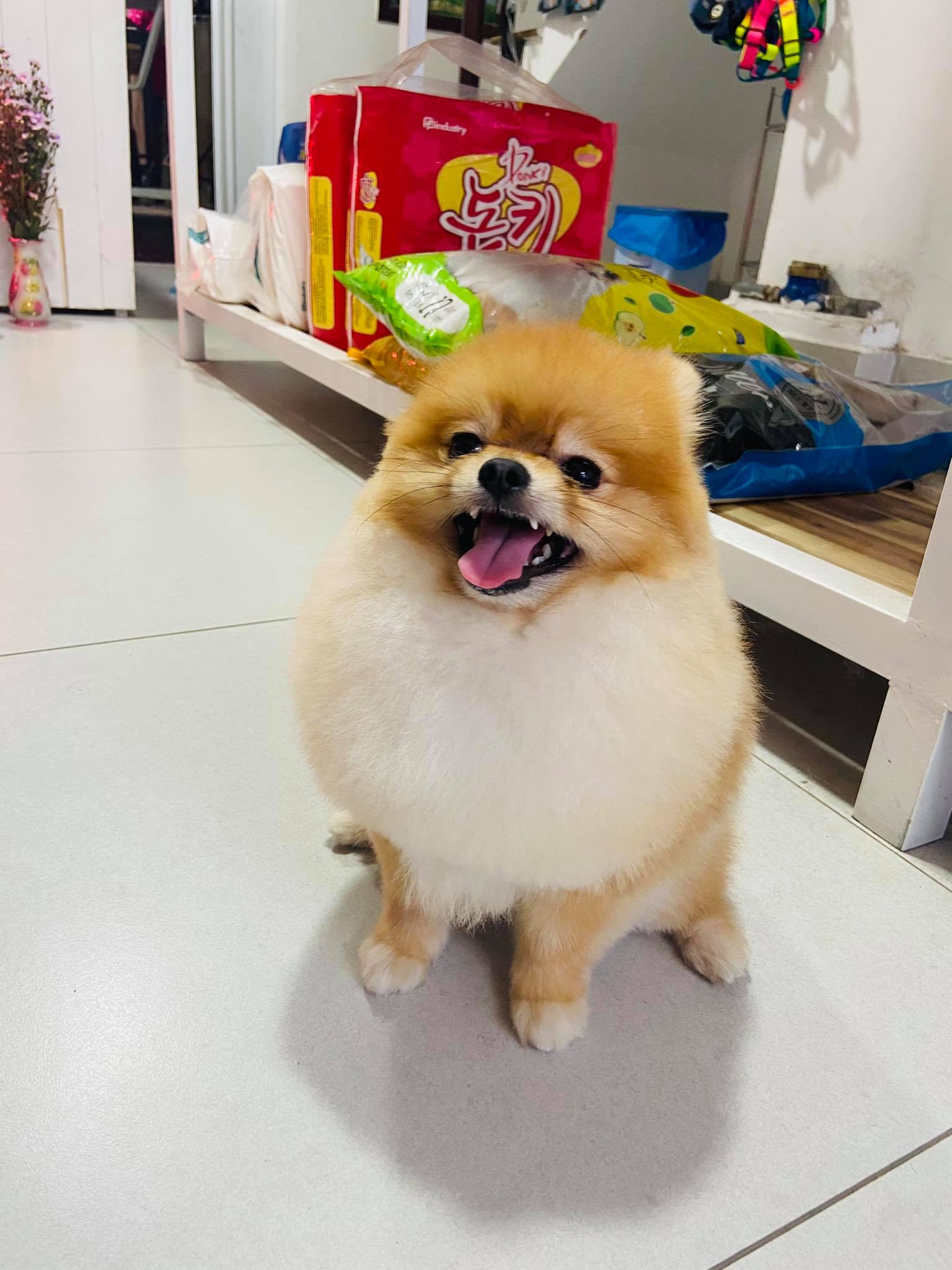 The Pomeranian