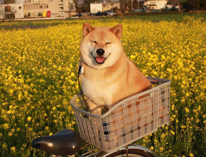 The Shiba Inu