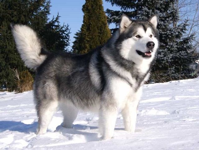 The Alaskan Malamute