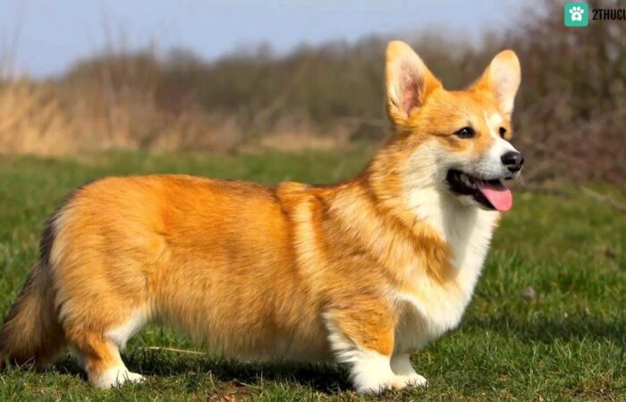 Chó Corgi