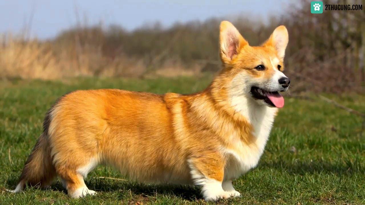 The Corgi