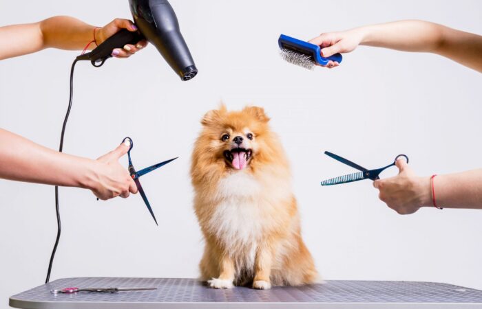 Tắm Cho Chó Tại Bình Thạnh