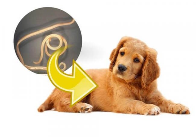 Roundworms