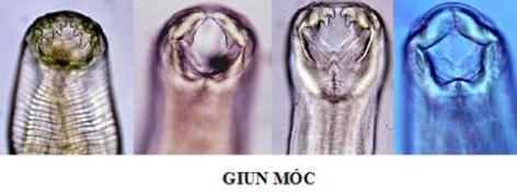 Giun móc trên Chó 