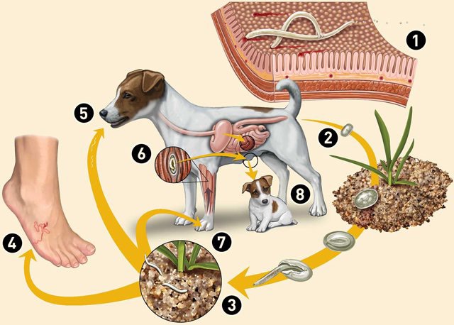 Worm Infections in Dogs