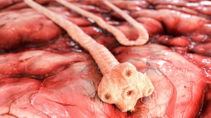 Tapeworms