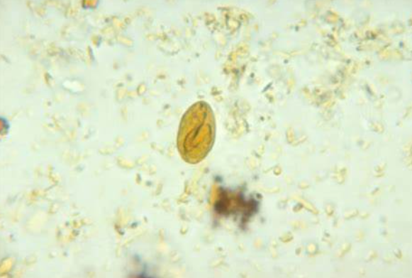 Giardia ở Chó