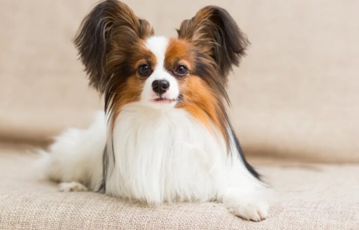 5 dòng chó nhỏ nhất trên thế giới
