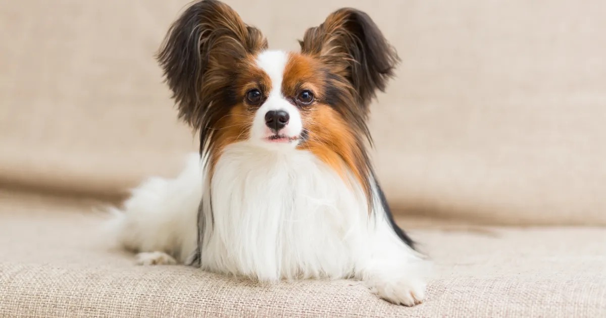 5 of the Smallest Dog Breeds in the World