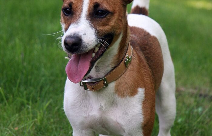 năm dòng chó có tuổi thọ cao nhất trên thế giới