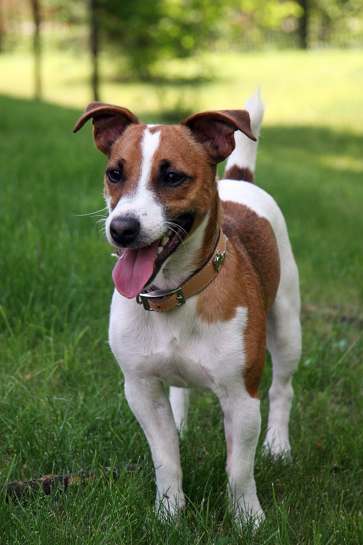 5 Dog Breeds with the Longest Lifespans