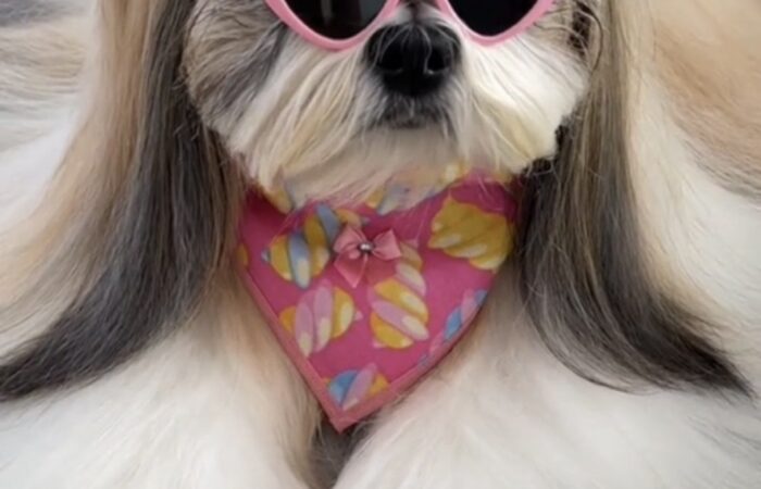 5 dòng chó sang chảnh nhất trên thế giới