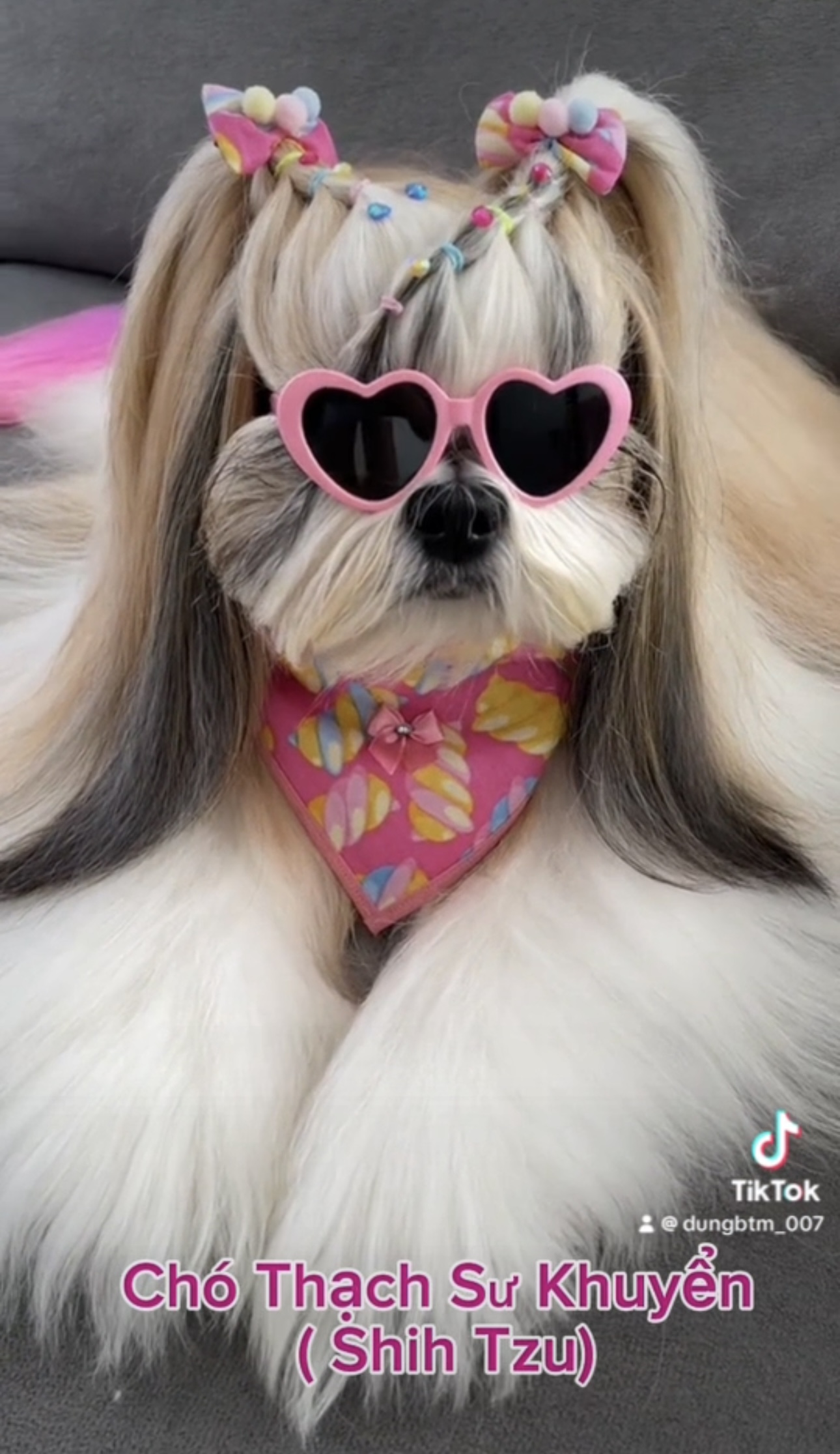 5 of the Most Luxurious Dog Breeds in the World