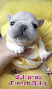 Bulldog Pháp 