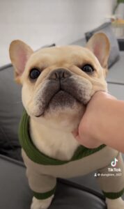 Bulldog Pháp 