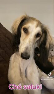 Saluki: