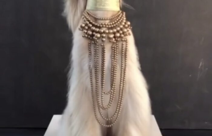 5 dòng chó chạy nhanh nhất thế giới