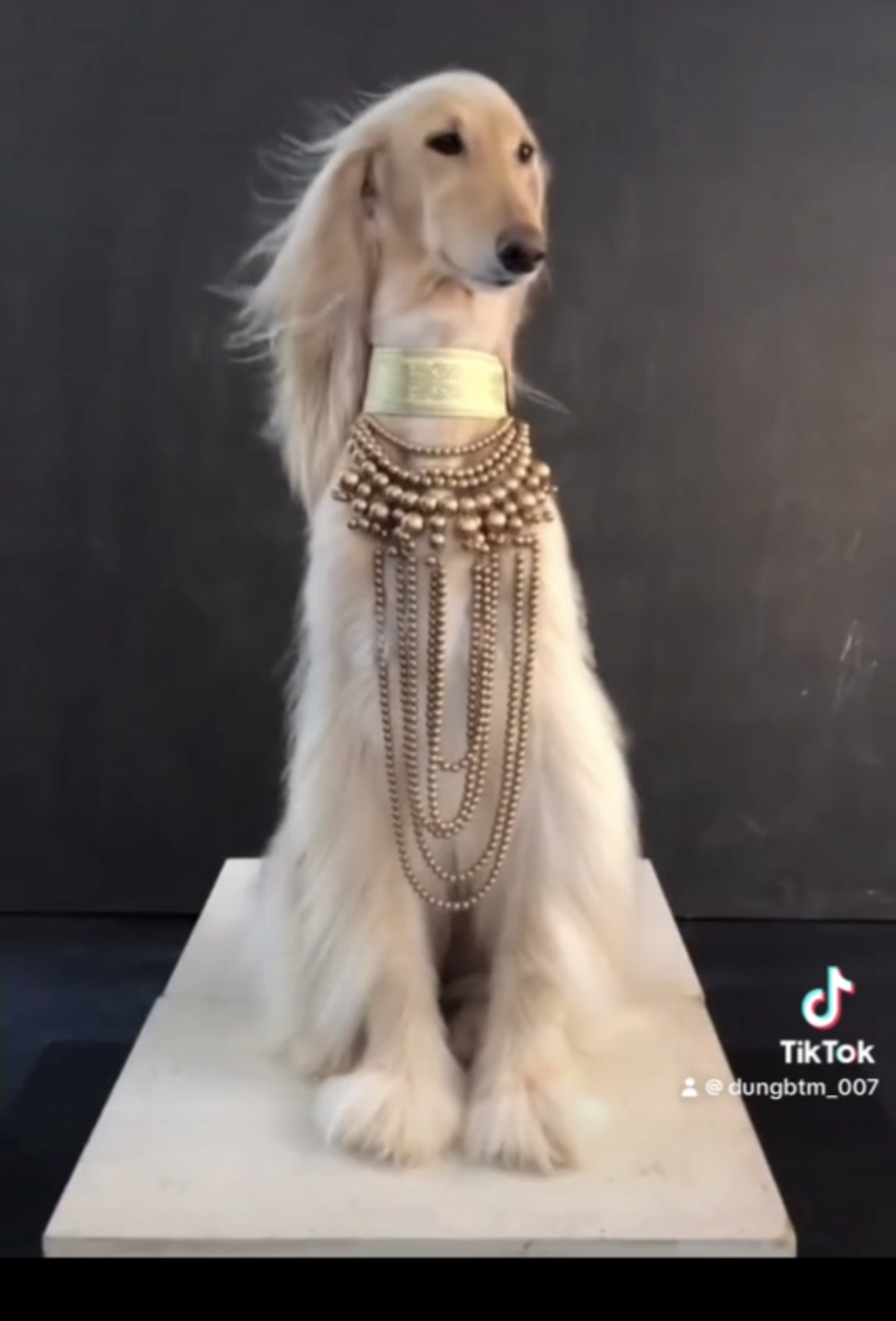 5 of the Fastest Dog Breeds in the World