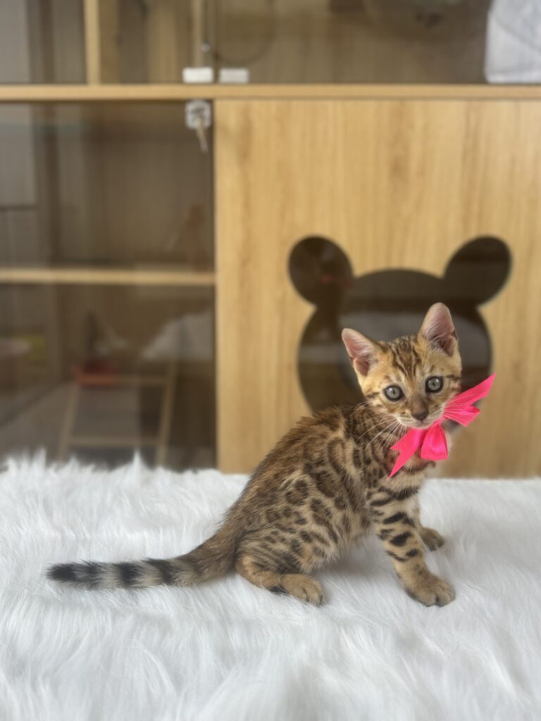 Khách Sạn Thú Cưng