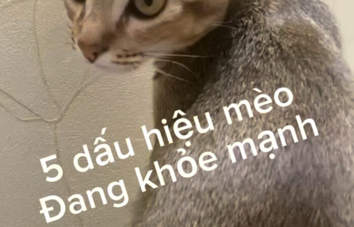 5 dấu hiệu của một chú mèo khoẻ mạnh