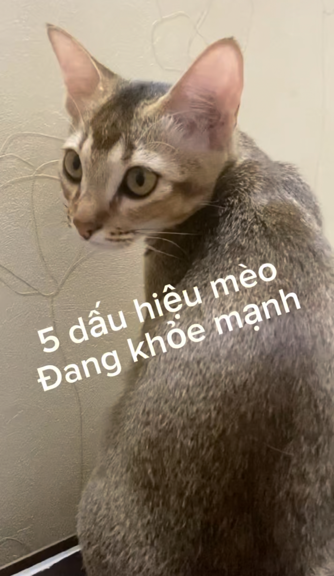 5 Signs of a Healthy Cat