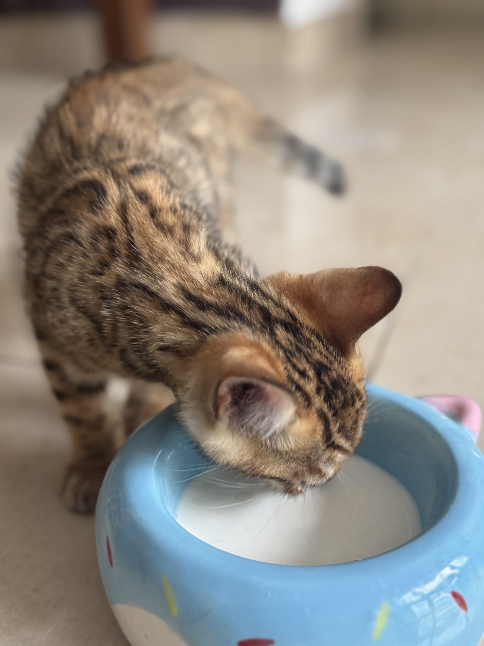 A Preparation Checklist for a New Kitten