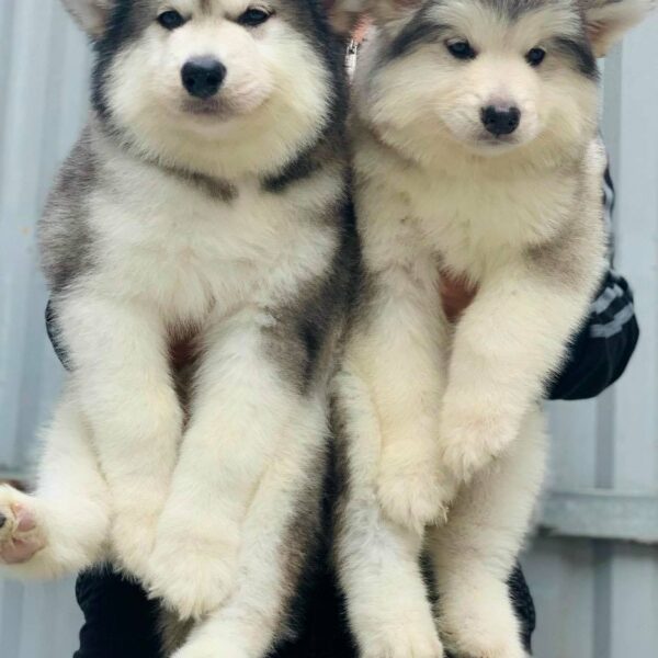 chó Alaska màu xám