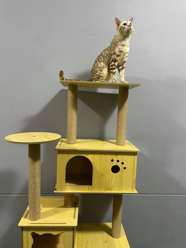 Mèo bengal