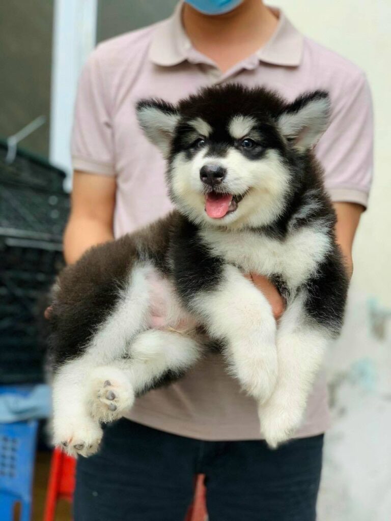 chó Alaska