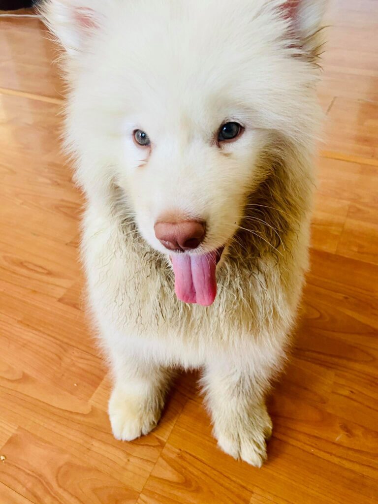 white alaska