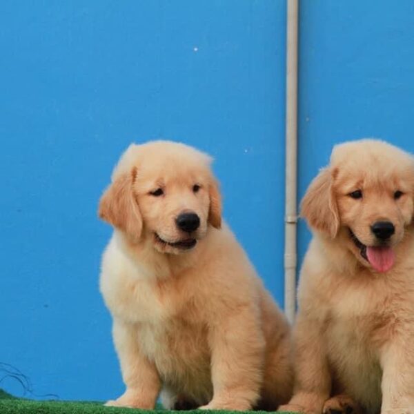 chó golden