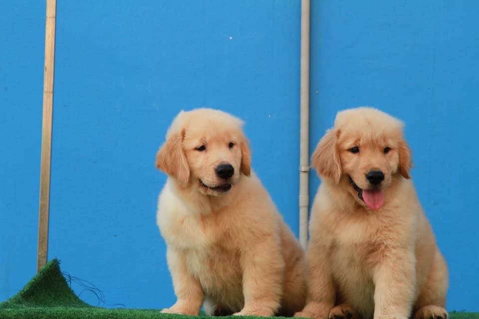 chó golden