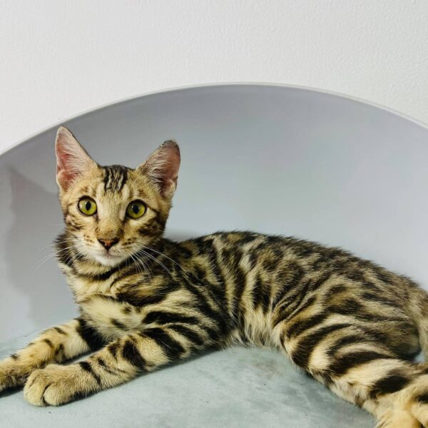 Mèo Bengal – Giá mua bán mèo Bengal tại TPHCM