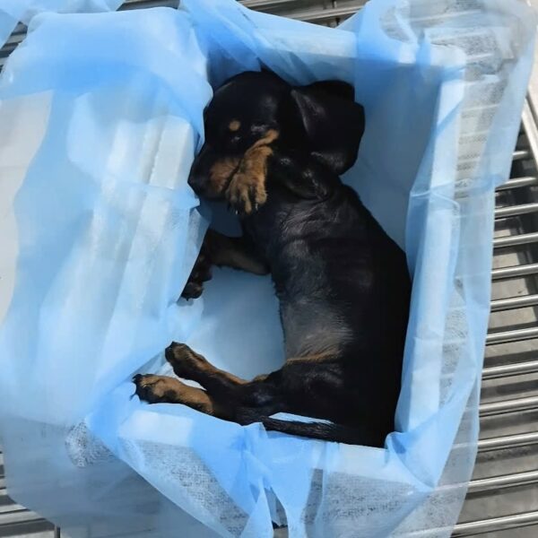 Dịch Vụ Hỏa Táng Thú Cưng | Pet Cremation Service