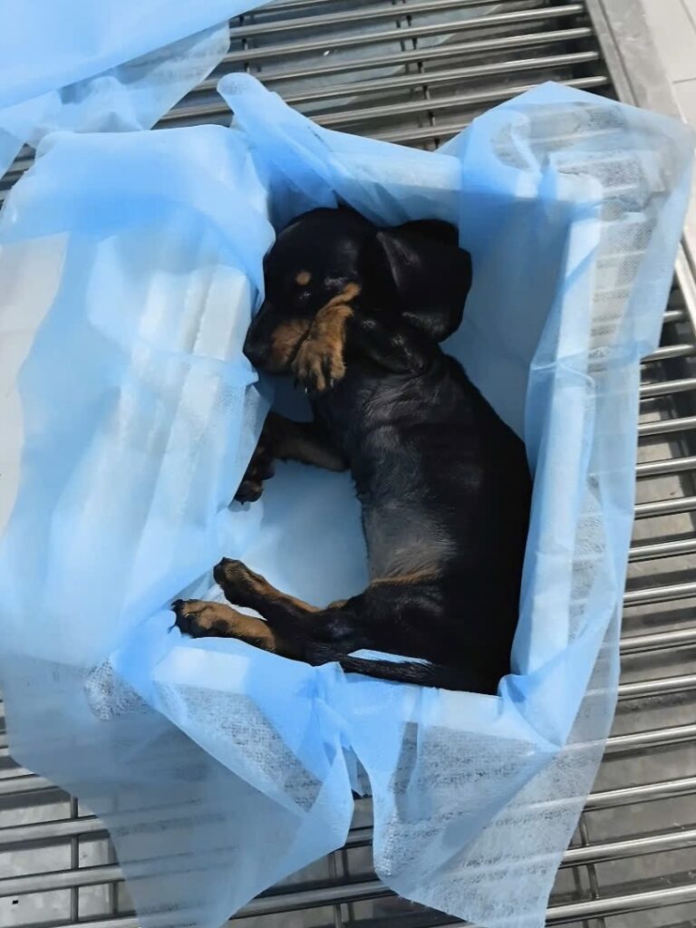 Dịch Vụ Hỏa Táng Thú Cưng | Pet Cremation Service