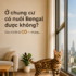 Nuôi Mèo Bengal Trong Chung Cư: Có Phù Hợp Không?